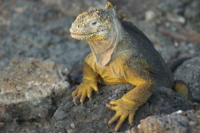 Lizard Ecuador Echse Galapagos Picture