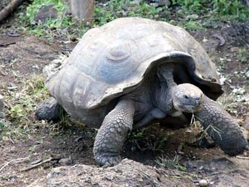 Tortoise Turtle Galapagos Giant Picture