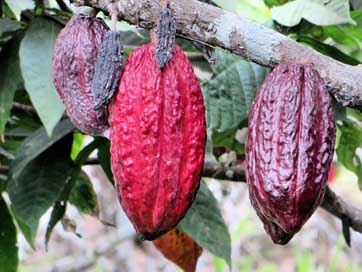 Ecuador Chocolate Pods Guyayaquil Picture