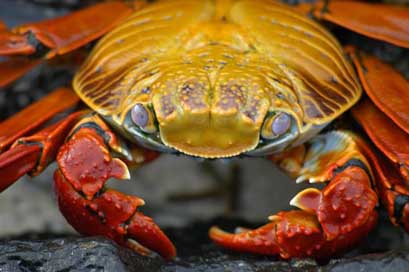 Crab Ecuador Krabbe Galapagos Picture