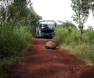 Tortoise Road Water Giant Picture