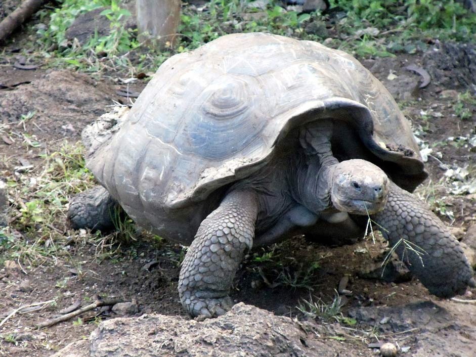 Turtle Galapagos Giant Tortoise