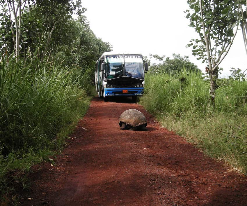 Road Water Giant Tortoise