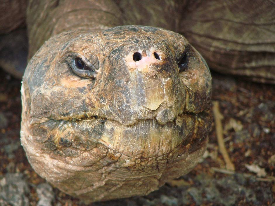 Old Giant Tortoise Turtle