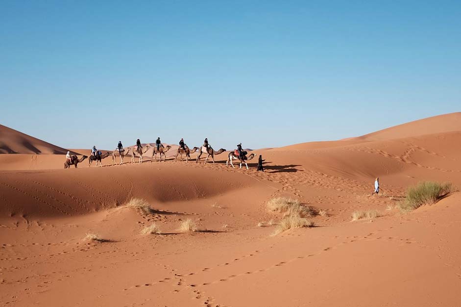 Sand Travel Camels Desert