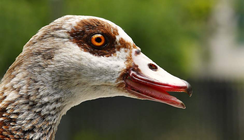 Bird Animal Nilgans Goose