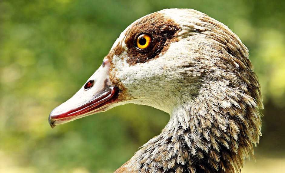 Bird Animal Nilgans Goose
