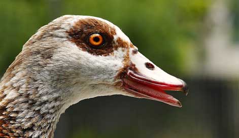 Goose Bird Animal Nilgans Picture