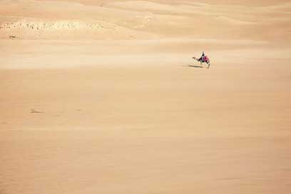 Sand Cairo Desert Camel Picture