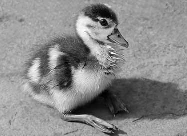 Chicks Nilgans Goose Goslings Picture