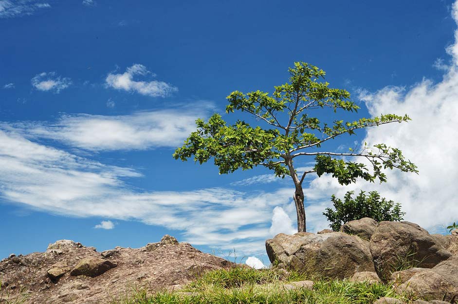 Blue-Sky Panoramic Tree Arbol-Solo