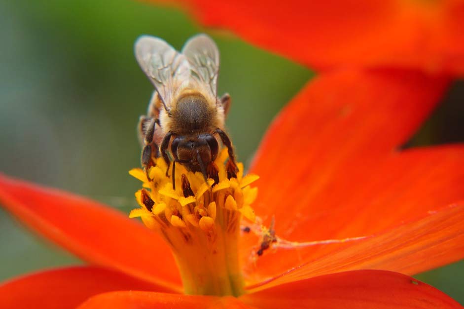 Flowers Flower Pollination Bee