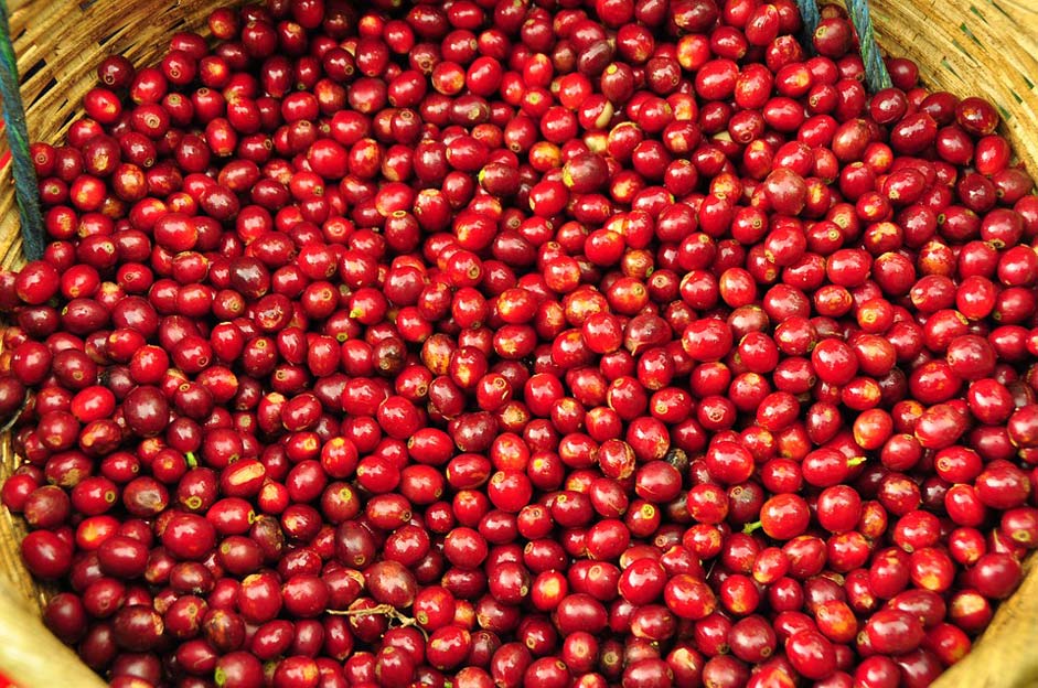 Harvest Coffee-Grains El-Salvador Coffee