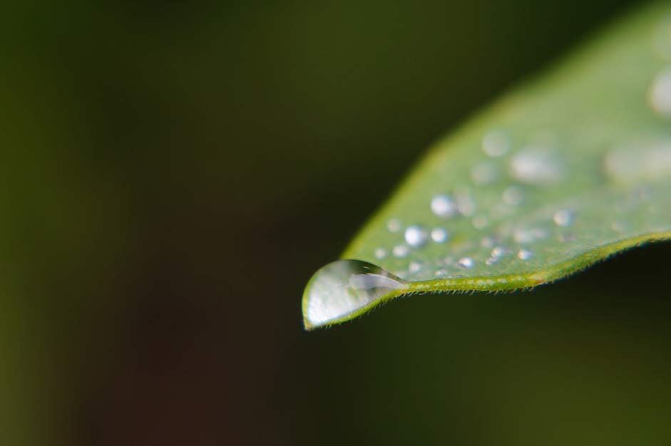 Leaves Water Spray Drops-Of-Dew