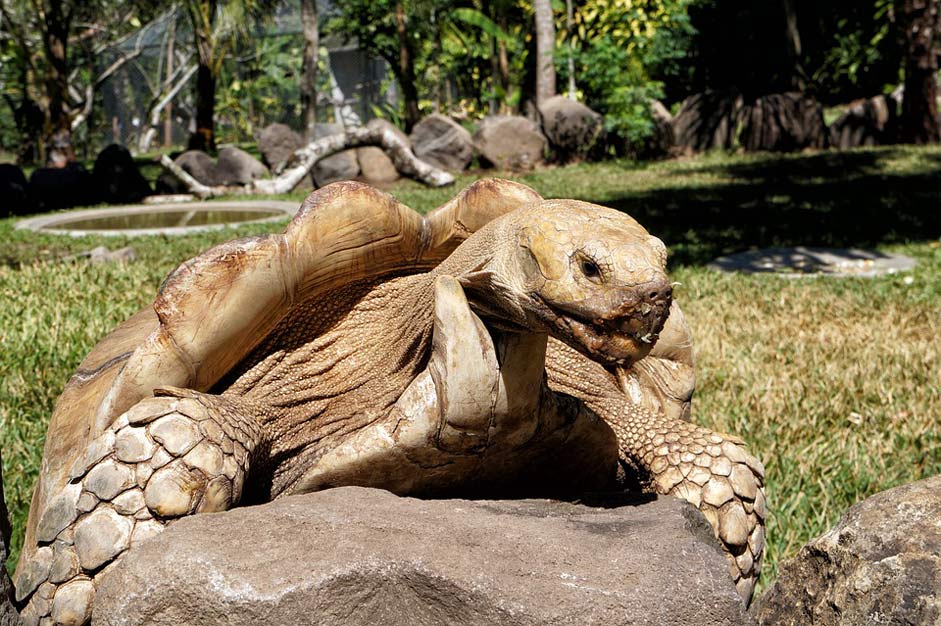 Shell Turtles Wild-Life El-Salvador
