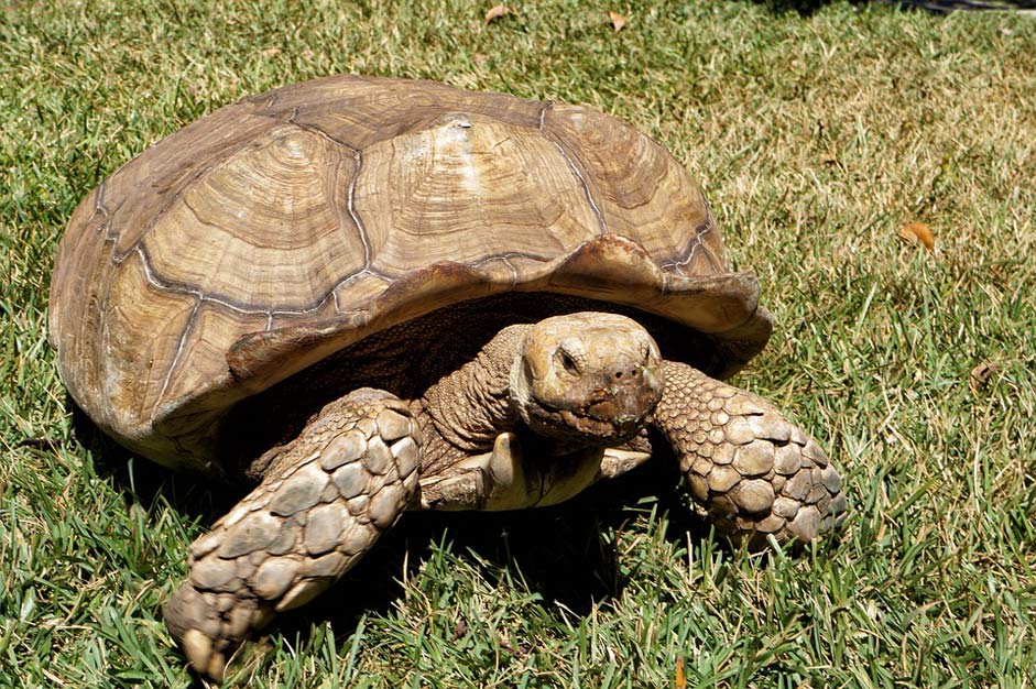 Turtles Wild-Life Zoo El-Salvador