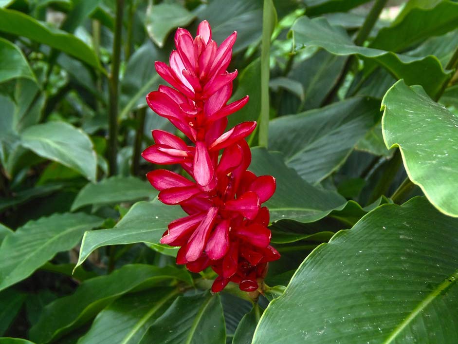 Joya-De-Cern El-Salvador Stem Flora