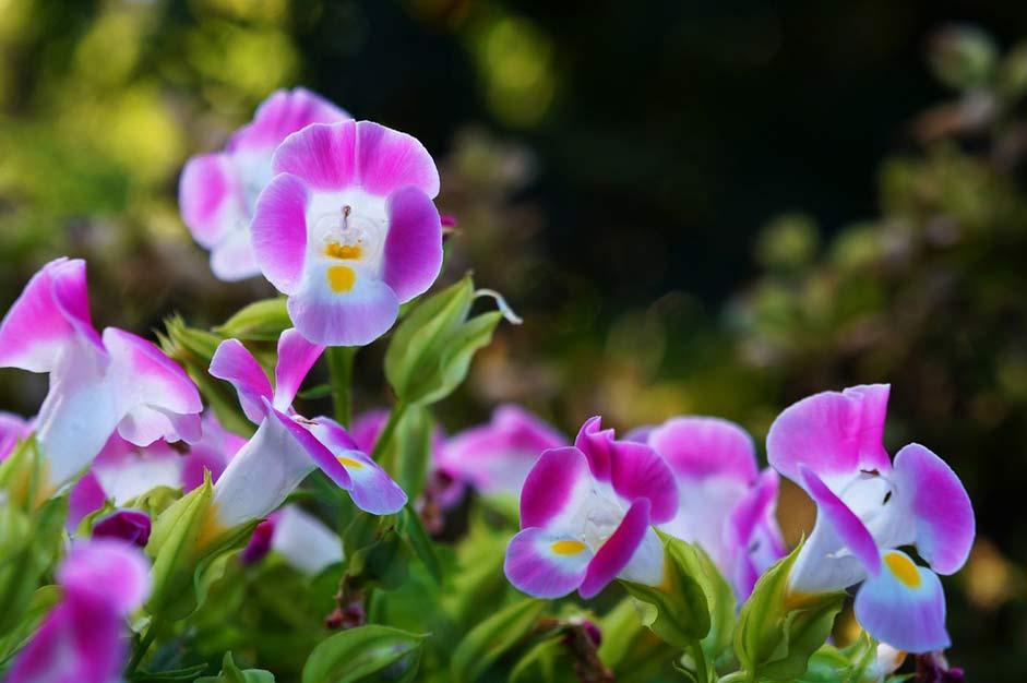 Garden Bells El-Salvador Flowers