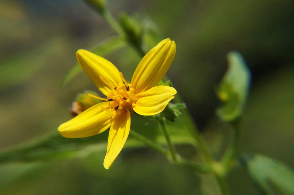 Nature Macro Garden Flowers