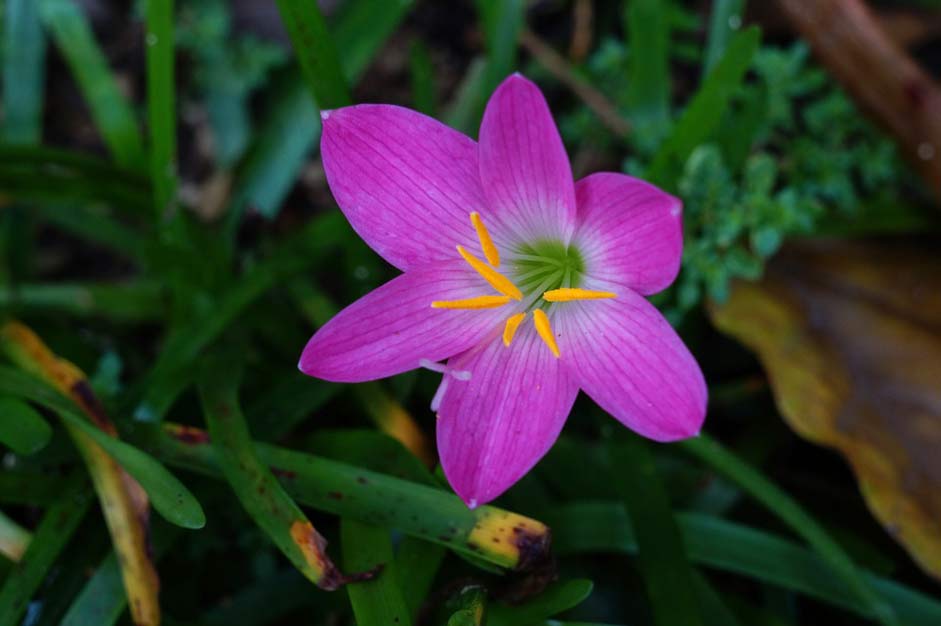 Garden Gardening Pink Flowers