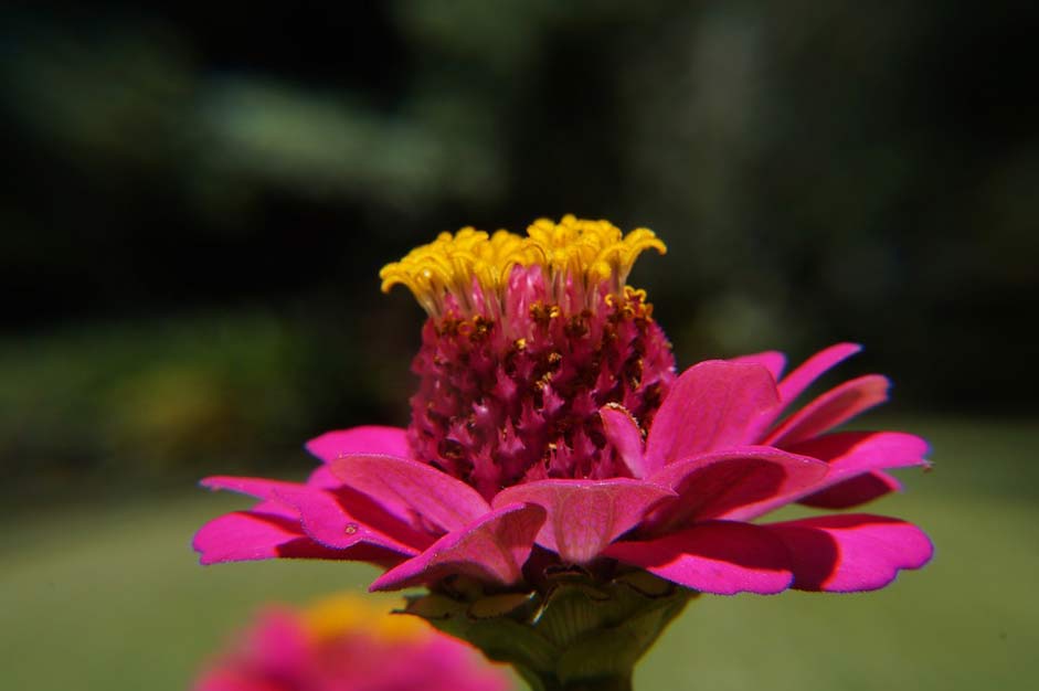 Nature El-Salvador Botany Garden