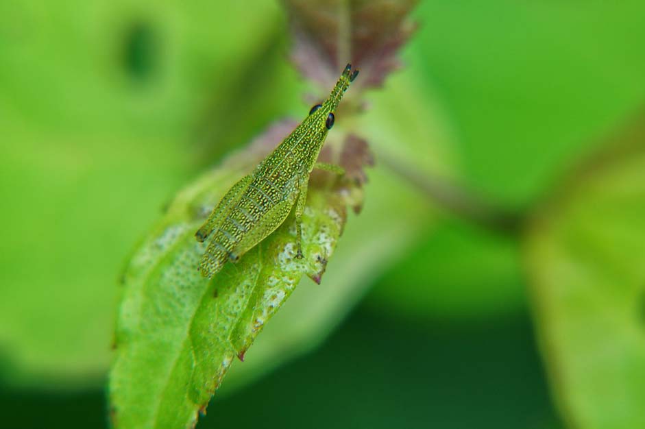 Microphotographing Macro El-Salvador Insects