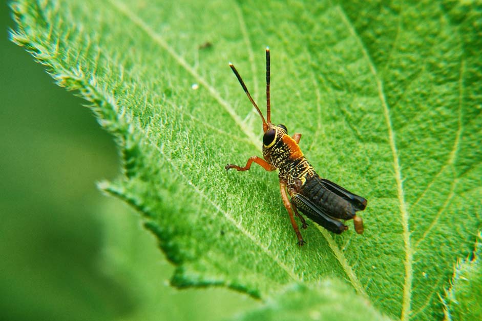 Garden Leaves Invertebrates Insects