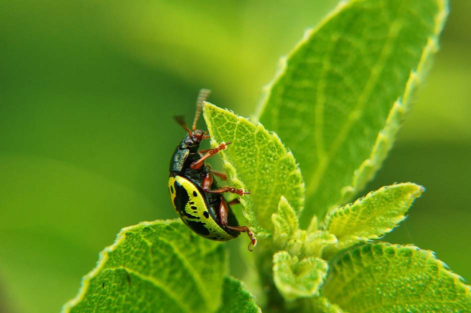 Wild-Life Nature Leaves Insects