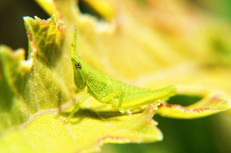 Leaves Macro Macro-Photography Insects