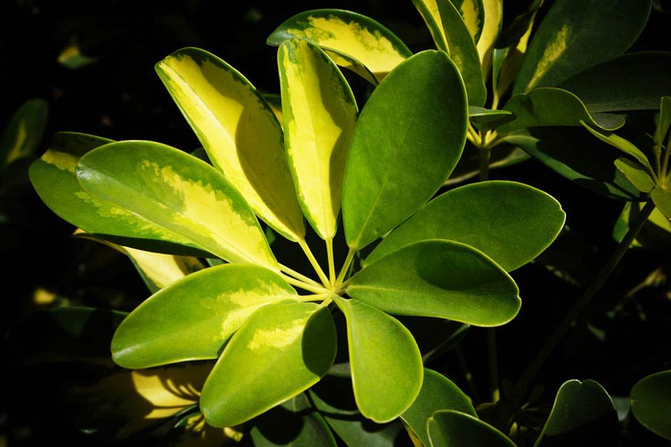 El-Salvador Plants Nature Leaves