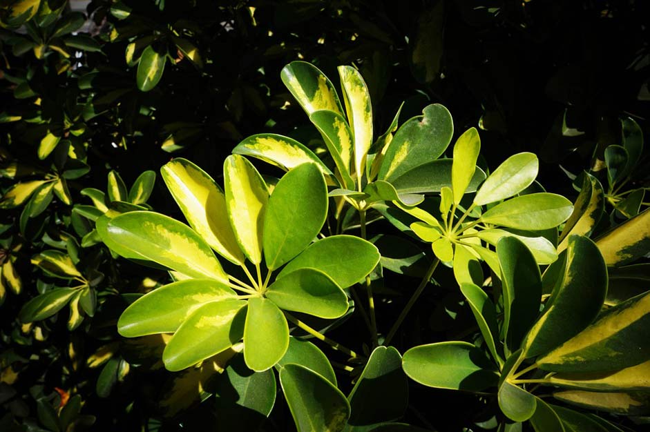 Green Nature Plants Leaves