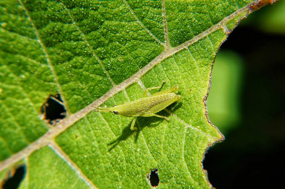 Insects El-Salvador Microphotographing Macro