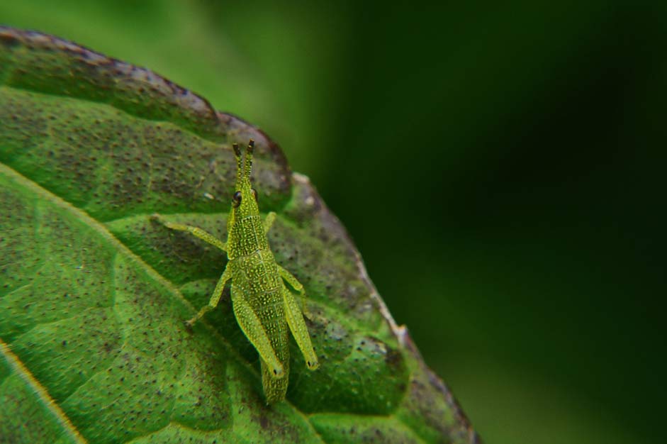 Grasshopper Cricket El-Salvador Nature