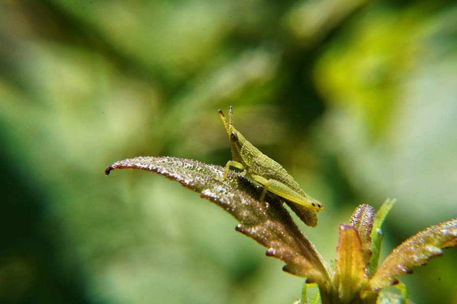 Leaves Insects Grasshopper Nymphs