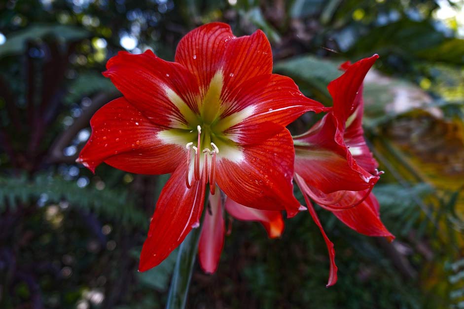 Petal El-Salvador Flowers Orchid