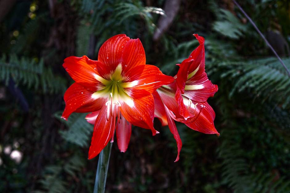 Nature El-Salvador Flowers Orchid