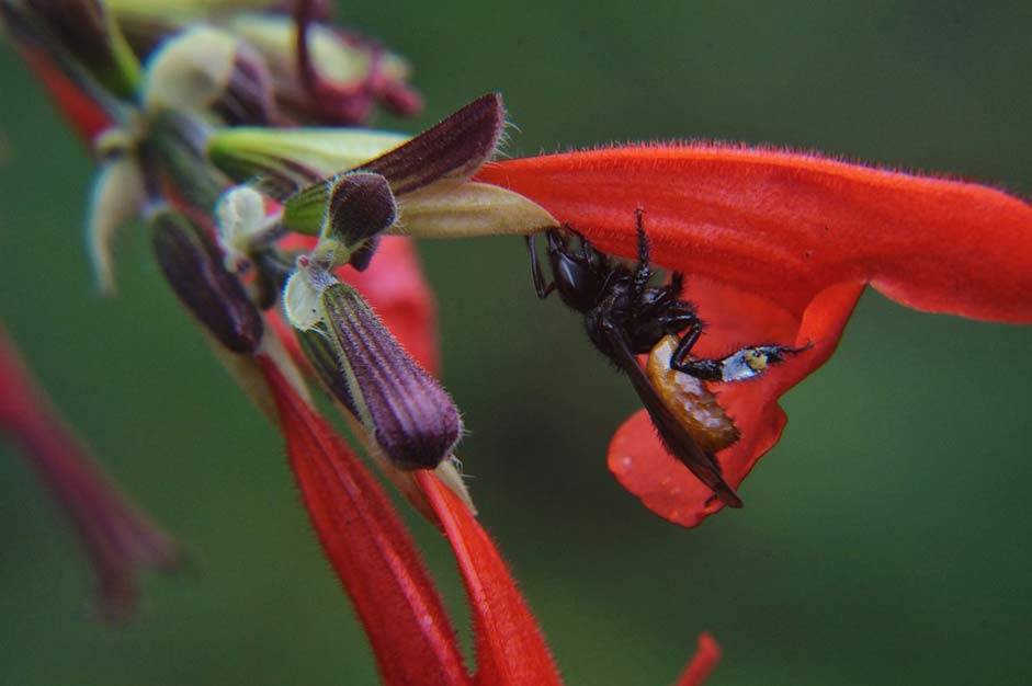 Red-Flowers Bee Nature Pollination