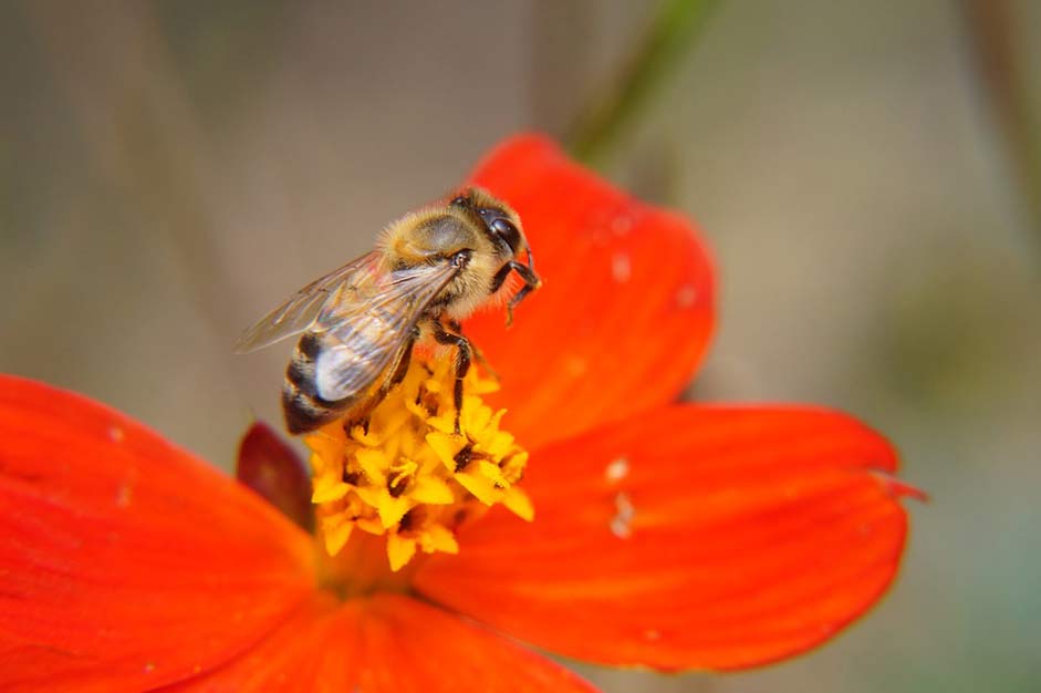 Flowers Pollination Bee The-Bee