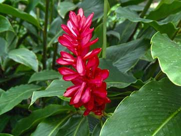 Flora Joya-De-Cern El-Salvador Stem Picture