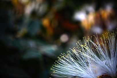 El-Salvador Flower-Tree Nature Flower Picture