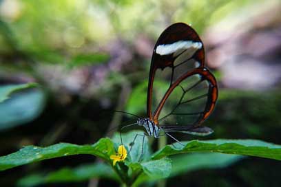 Butterflies Garden Flowers Polinizacion Picture