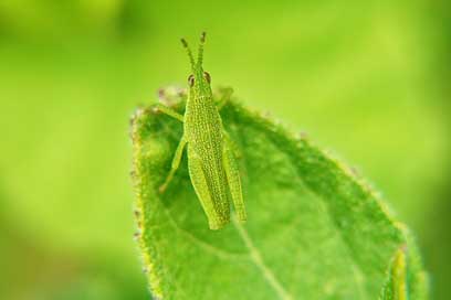 Macro Garden Insects Macro-Photography Picture