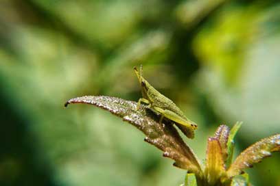 Nymphs Leaves Insects Grasshopper Picture