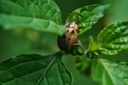 Beetle Garden Leaves Ladybug Picture