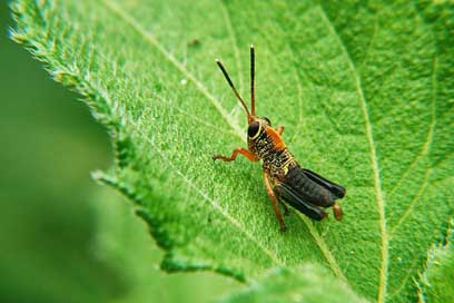 Insects Garden Leaves Invertebrates Picture