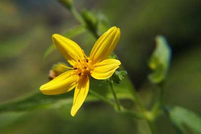 Flowers Nature Macro Garden Picture