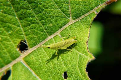 Macro Insects El-Salvador Microphotographing Picture