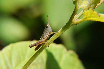 Cricket Branch Nature Grasshopper Picture