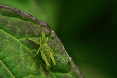 Nature Grasshopper Cricket El-Salvador Picture