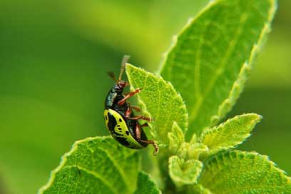 Insects Wild-Life Nature Leaves Picture